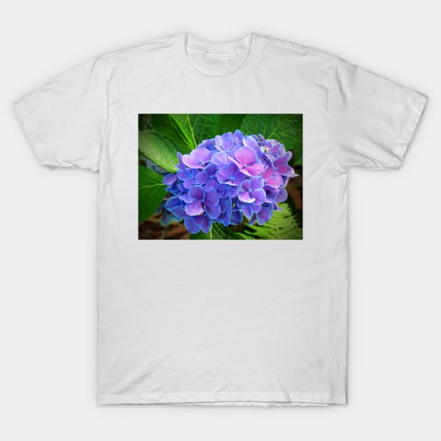 Bluish Purple Hydrangea T-Shirt by Cynthia48